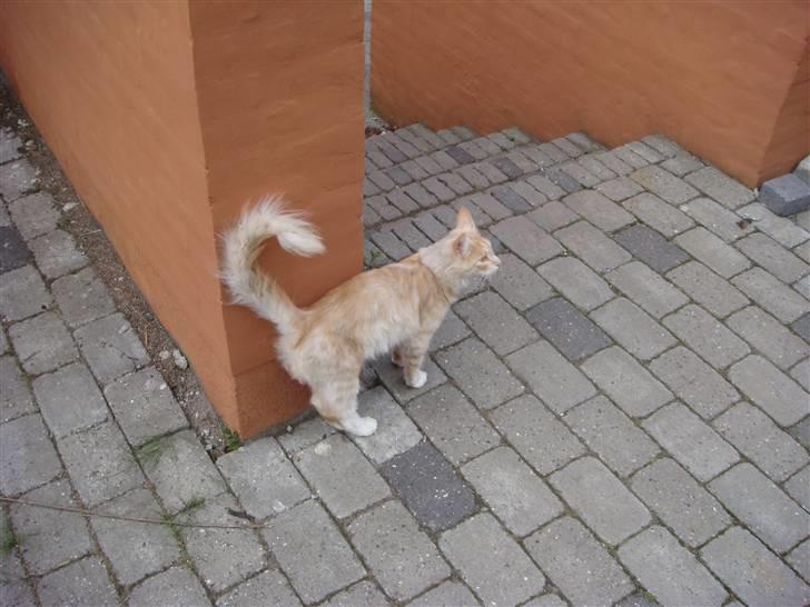 Maine Coon Simba billede 5