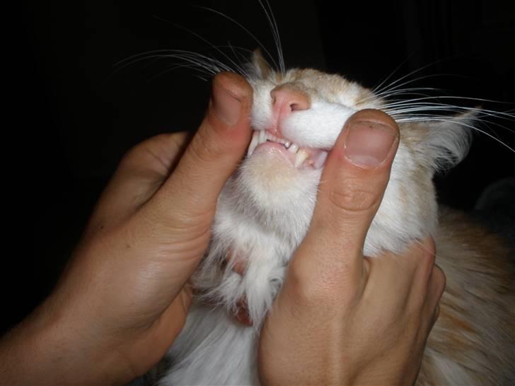 Maine Coon Simba billede 6