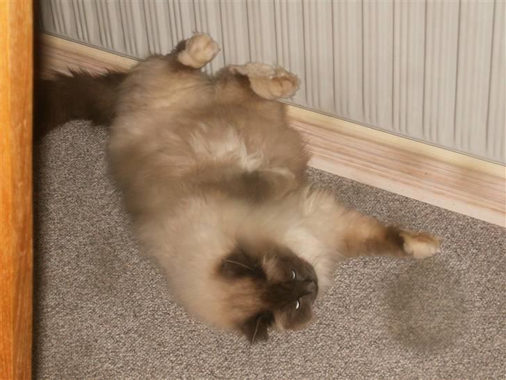 Hellig Birma sir zilas - dejligt at få varmet poterne i denne tid billede 8