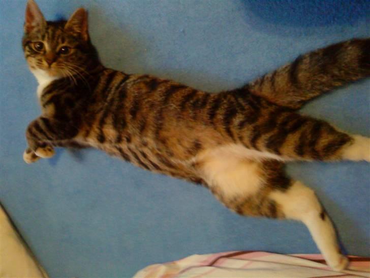 Huskat Striber billede 1