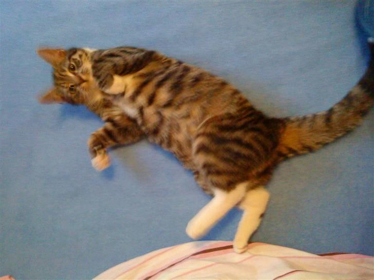 Huskat Striber billede 2