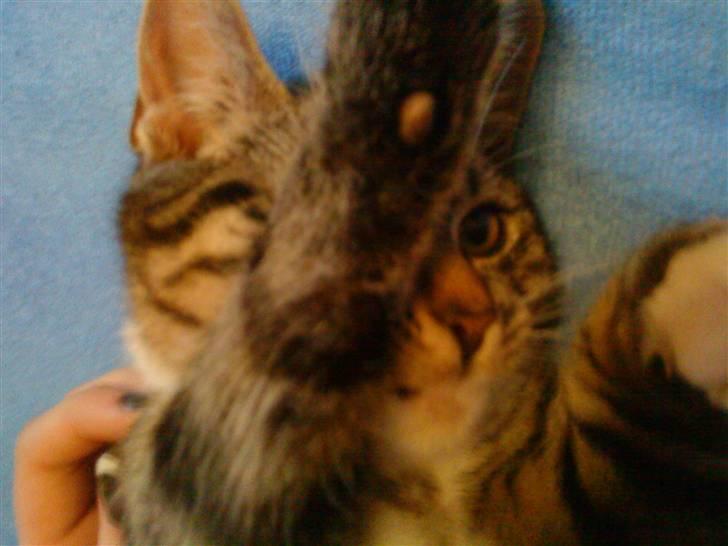 Huskat Striber billede 3