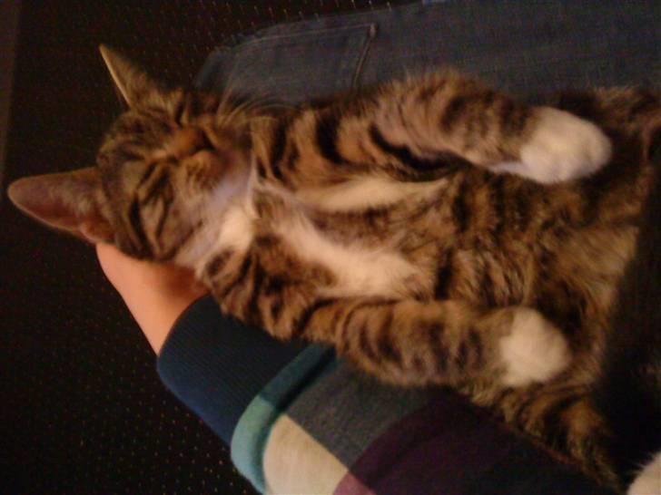 Huskat Striber billede 4