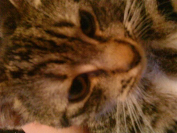 Huskat Striber billede 5