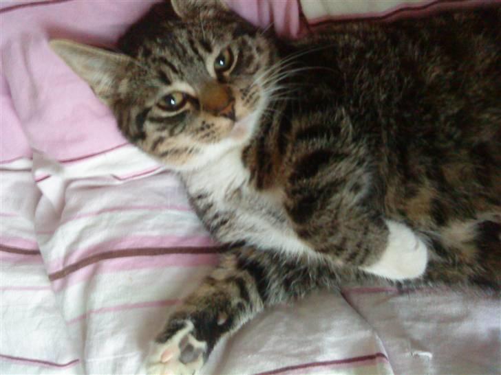 Huskat Striber billede 6