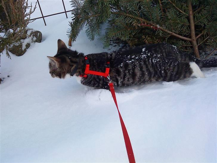 Huskat Striber billede 7