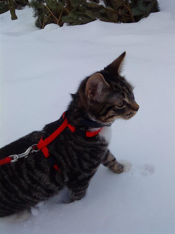 Huskat Striber billede 8