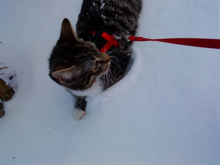 Huskat Striber billede 9