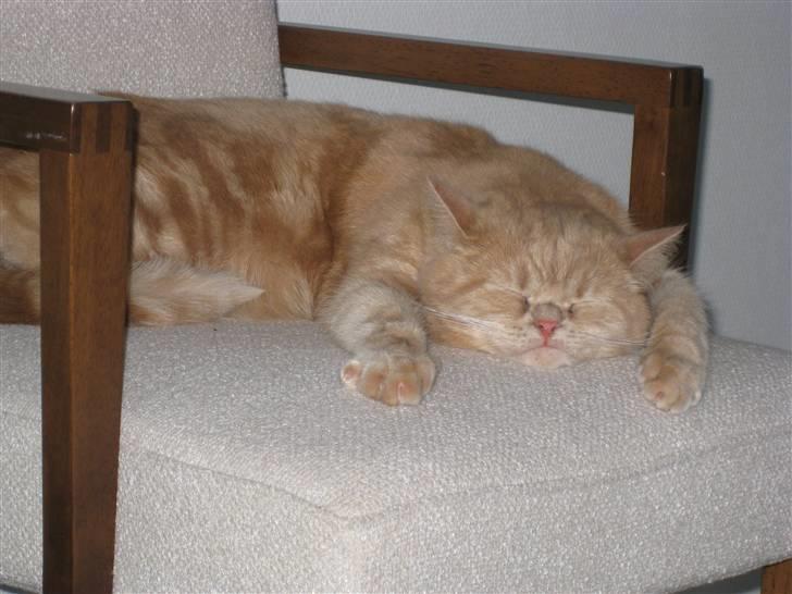 Blanding af racer Uber billede 8