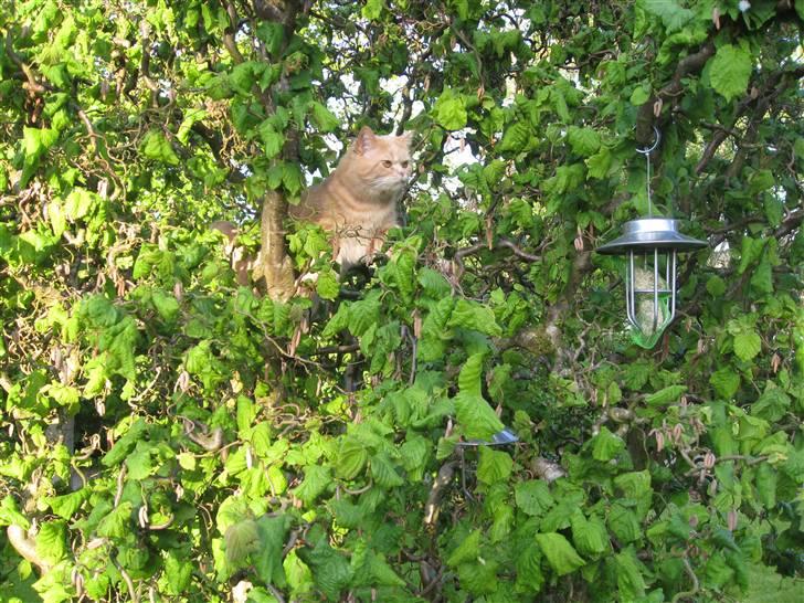 Blanding af racer Uber billede 10