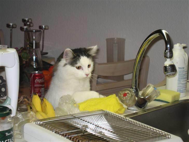 Blanding af racer Chilli  - Hej :D billede 1