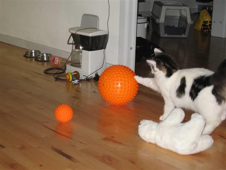 Blanding af racer Chilli  - Alt kan leges med :D billede 2