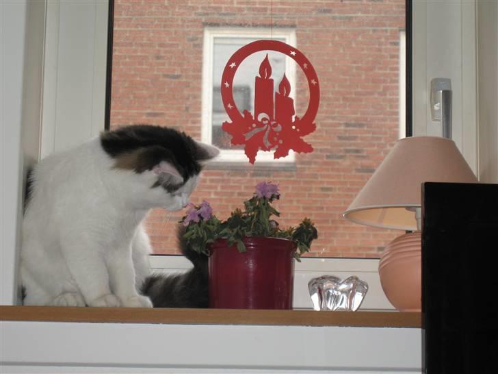 Blanding af racer Chilli  billede 3