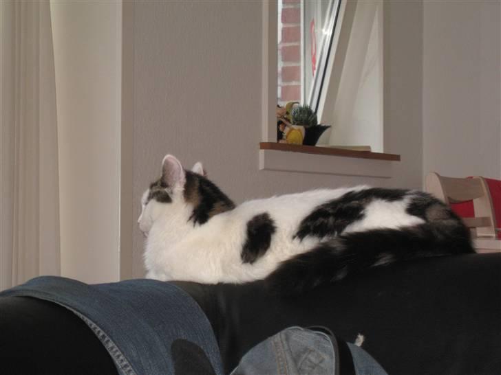 Blanding af racer Chilli  billede 4