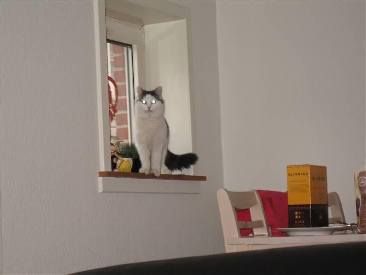 Blanding af racer Chilli  billede 5