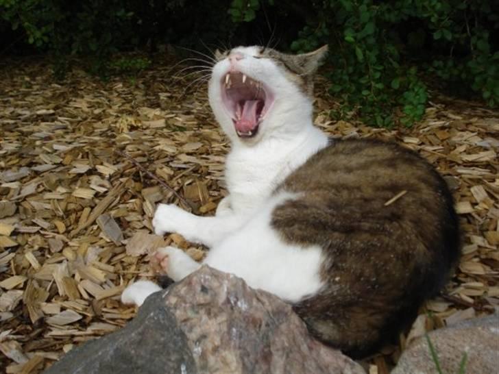 Blanding af racer Oliver - Farlig kat :-) billede 13