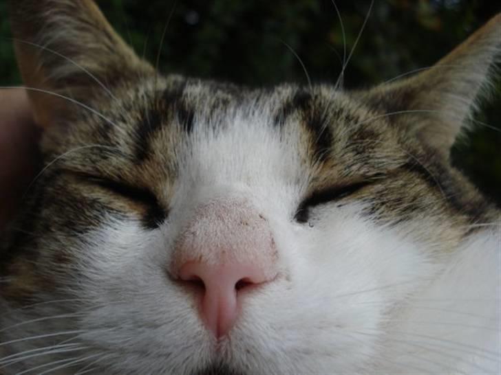 Blanding af racer Oliver - Sover lige...  billede 14