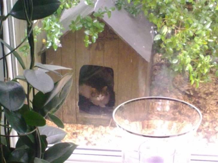 Blanding af racer Oliver - Låner max s hundehus... billede 15