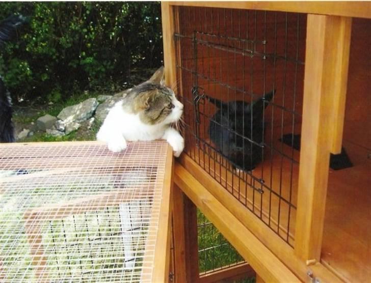 Blanding af racer Oliver - Hilser på vores Kanin Oskar.. billede 16