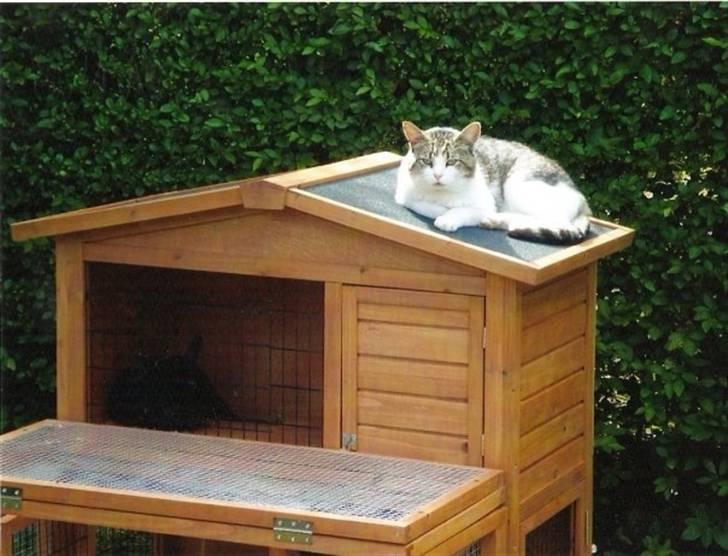 Blanding af racer Oliver - Oliver og Oskar billede 17