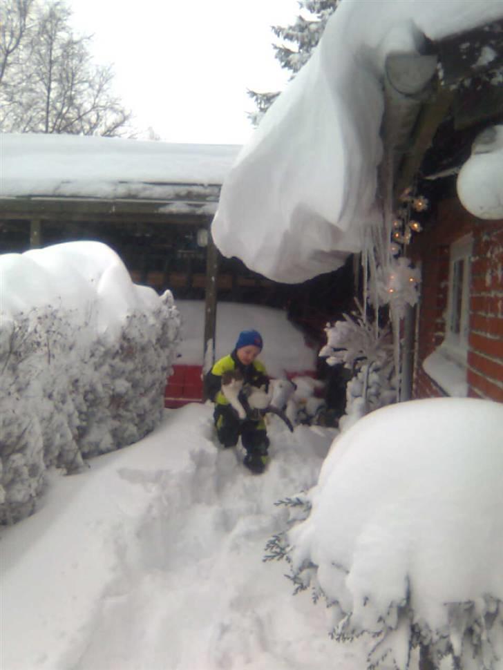 Blanding af racer Oliver - Tim udenfor og hente Oliver da den ikke var kommet ind inden snestormen 2010.. billede 19