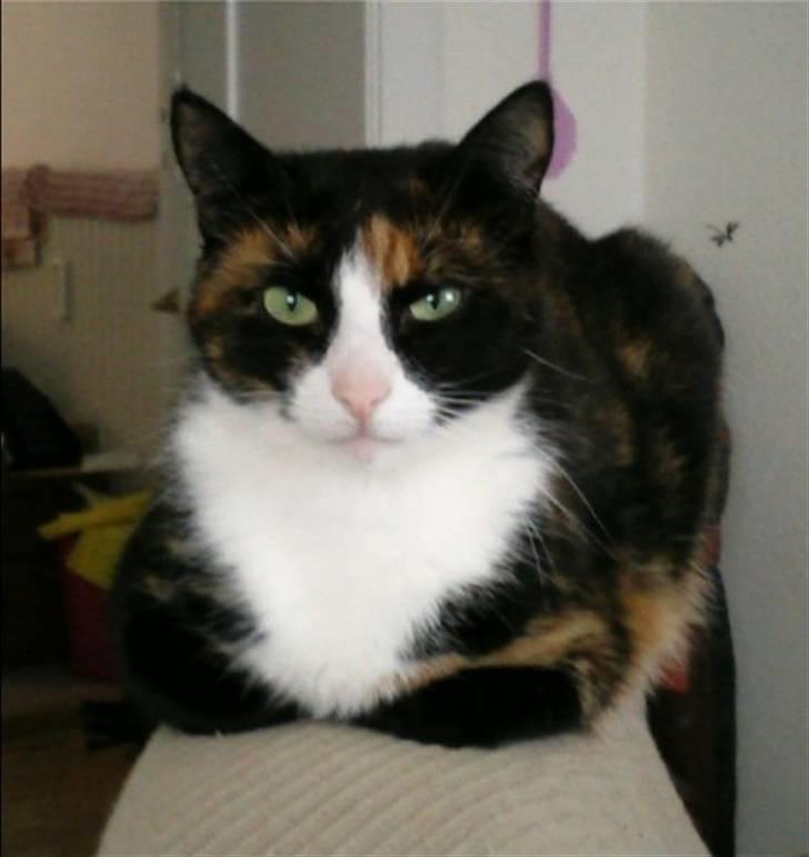 Huskat Misser billede 7