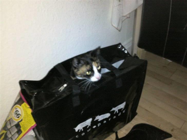 Huskat Misser billede 8