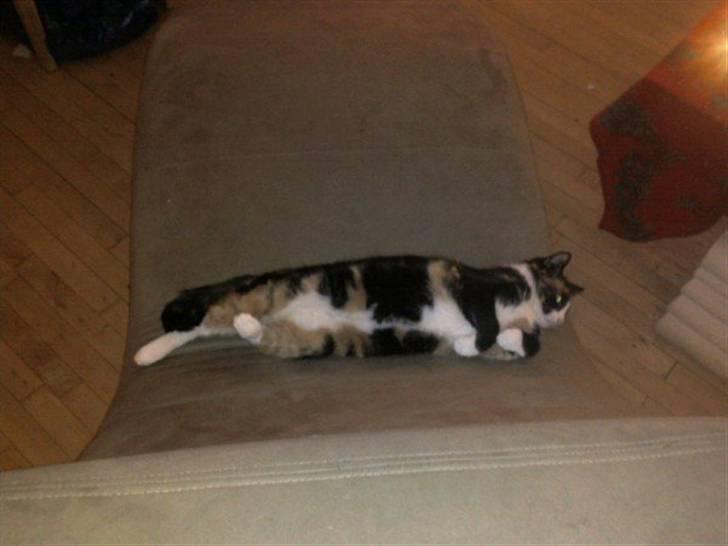 Huskat Misser billede 9