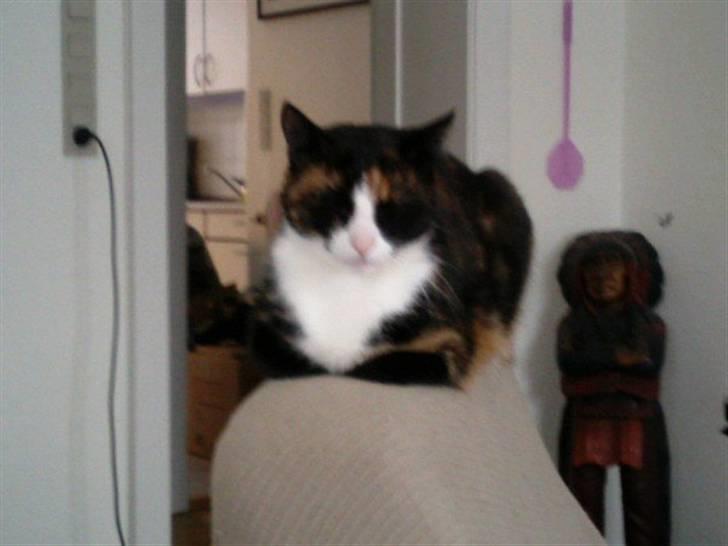 Huskat Misser billede 10