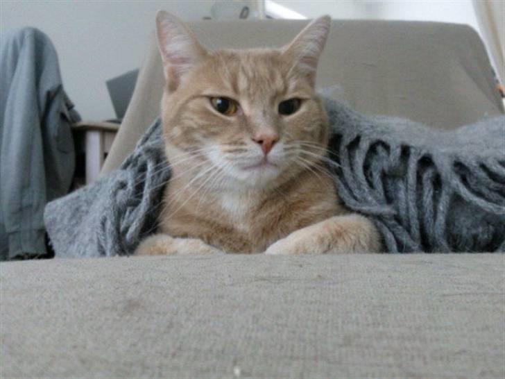 Huskat Fister billede 11