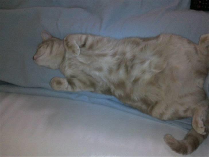 Huskat Fister billede 12