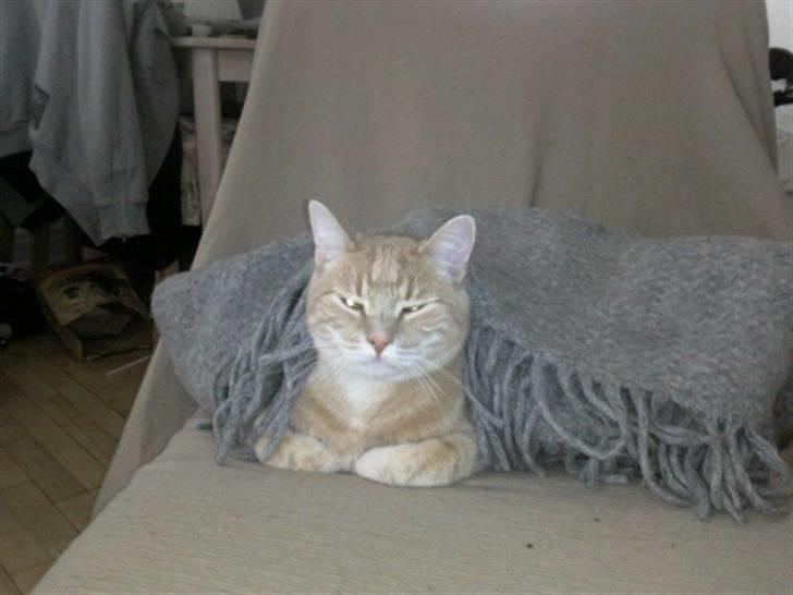 Huskat Fister billede 13