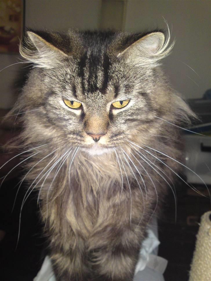 Maine Coon Gismo - Du blænder mig med blitzen mor billede 6