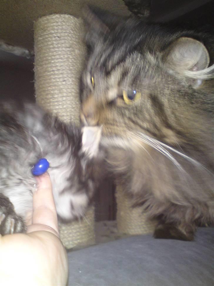 Maine Coon Gismo - hmm er det min lille killing mor? Er du sikker? billede 7