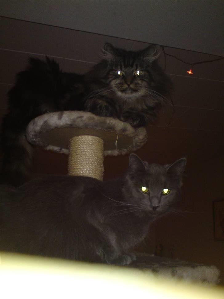 Maine Coon Gismo - Højt til tops sammen med Emmely billede 8