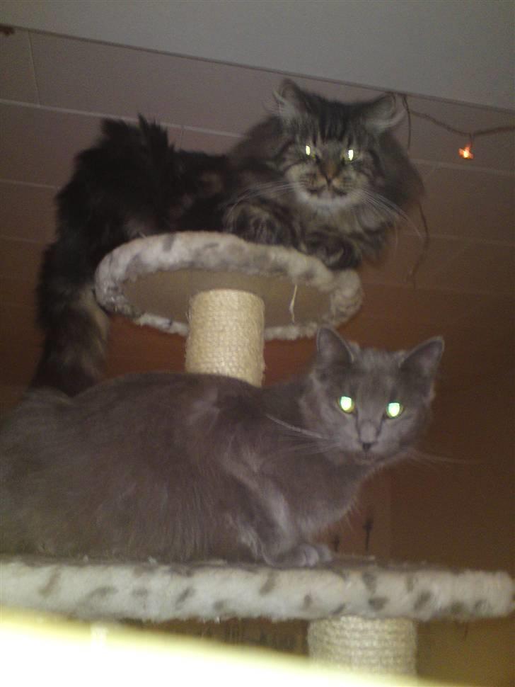 Maine Coon Gismo - HeHe du kan ikke nå mig billede 9