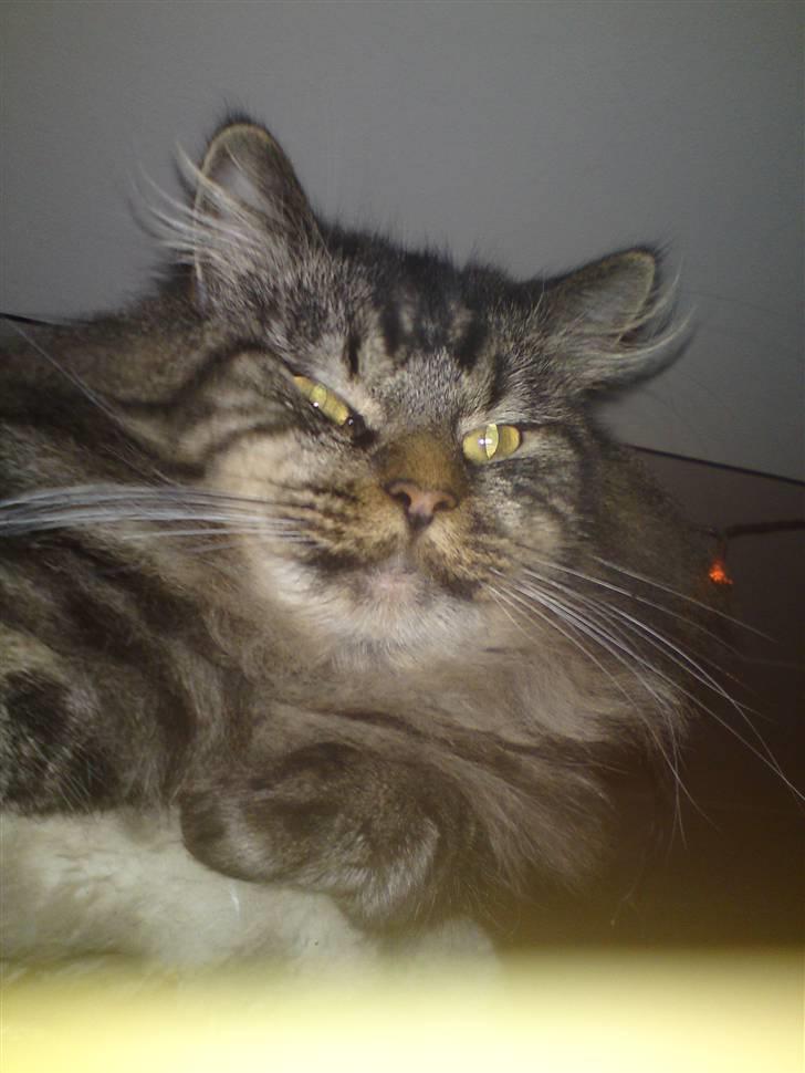 Maine Coon Gismo - Se lige mig!!!!!!! billede 10