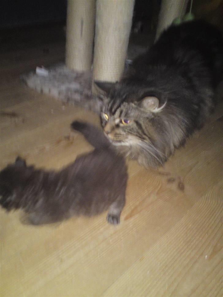 Maine Coon Gismo - Sikke en lille en, er det mit afkom? jaaaaaaaaaa billede 11