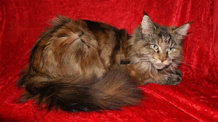 Maine Coon DK's bright Magdalena billede 8