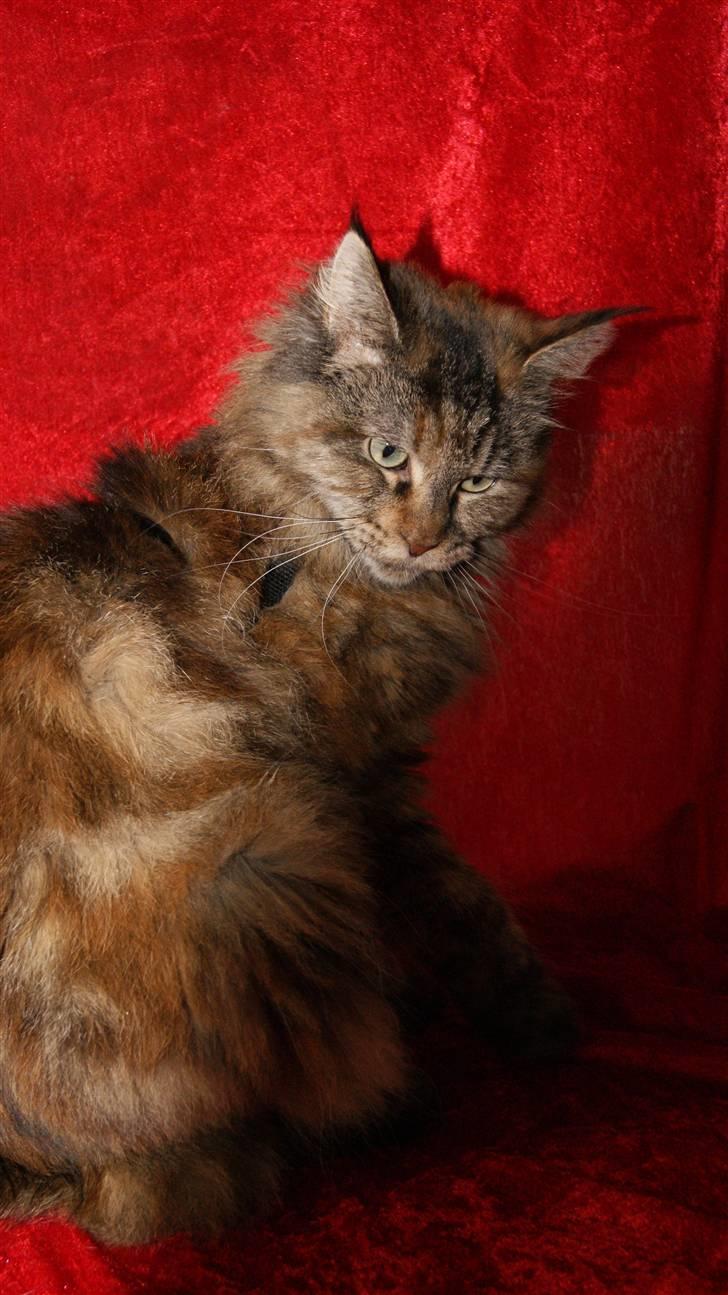 Maine Coon DK's bright Magdalena billede 9