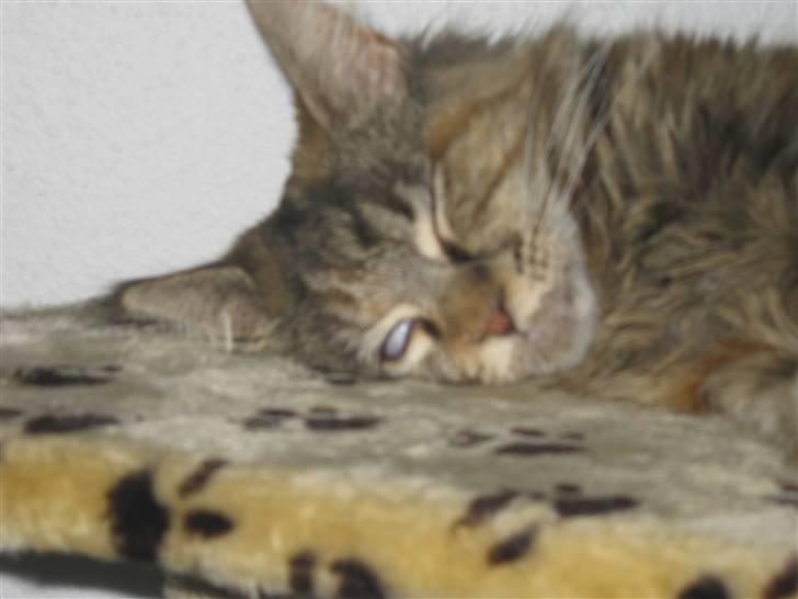 Maine Coon DK's bright Magdalena - rigtig tungt ;) læg mærke til a hun vender det hvide ud af øjnene :) billede 10