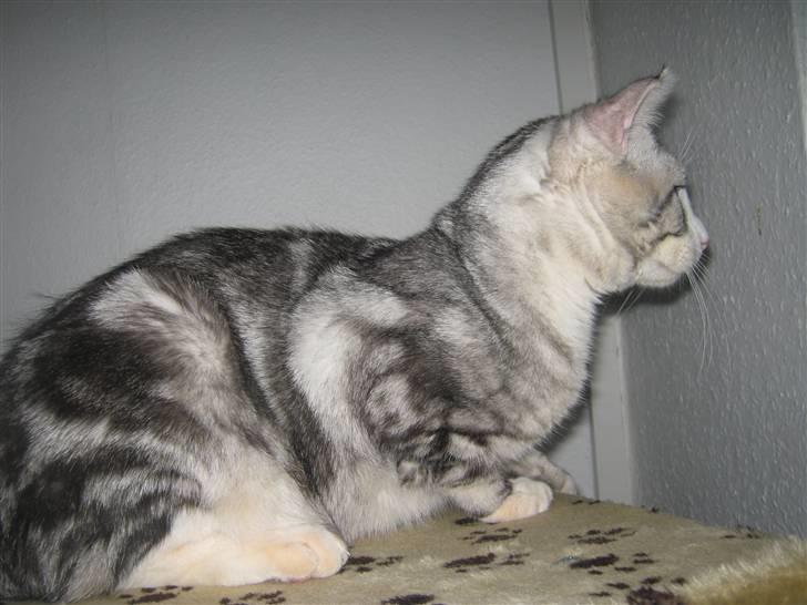 Blanding af racer Turbo #RIP# billede 10