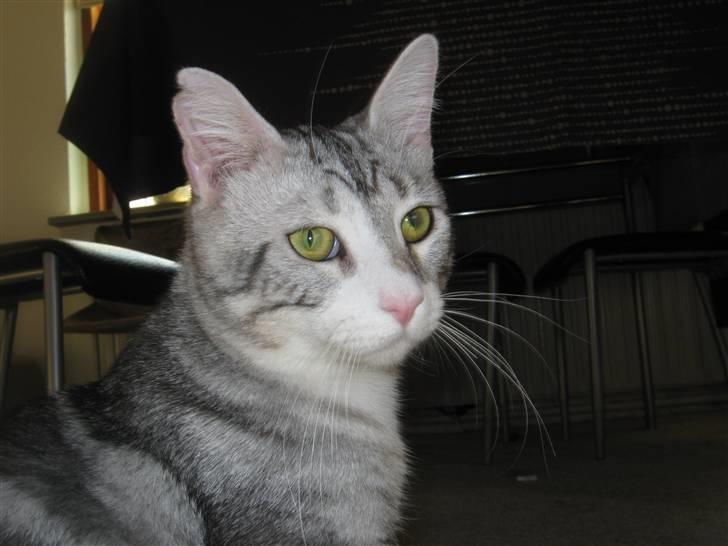 Blanding af racer Turbo #RIP# billede 11