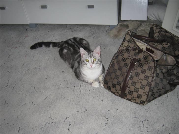 Blanding af racer Turbo #RIP# - mor jeg vil altså også med ud og rejse billede 12