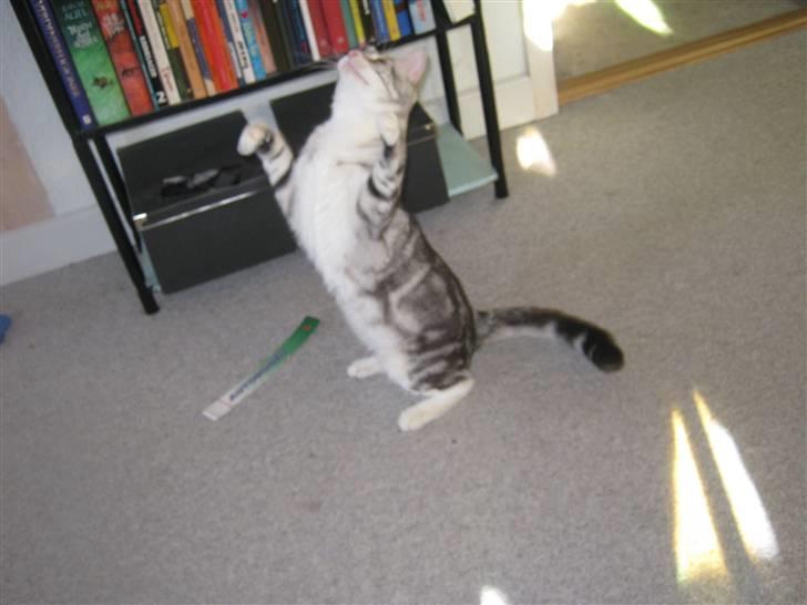 Blanding af racer Turbo #RIP# - jeg kan også "danse" billede 13