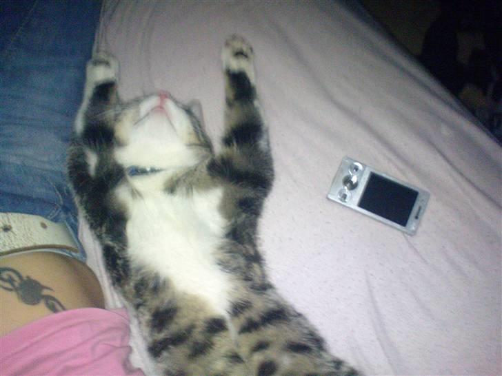 Blanding af racer Speedy billede 12