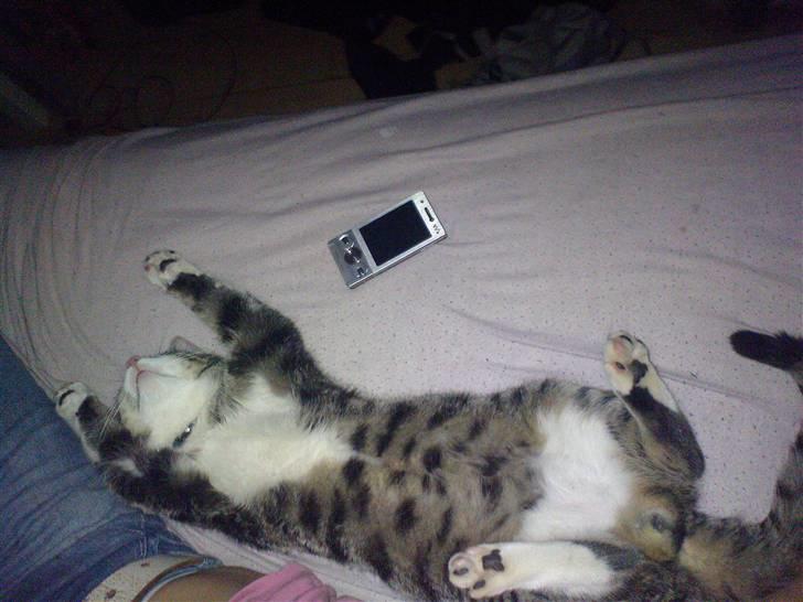 Blanding af racer Speedy - Sådan går han kold når han får nusset sine bag poter :) billede 13