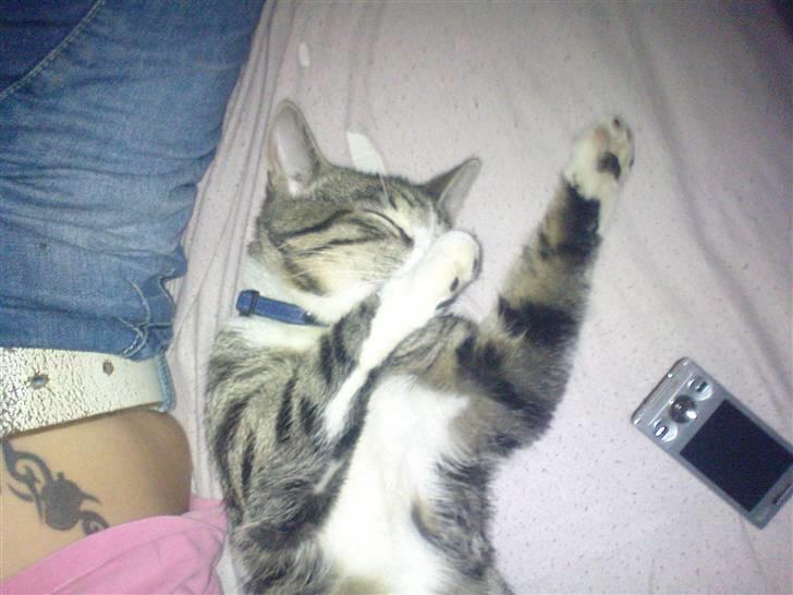 Blanding af racer Speedy - Sådan går han kold når han får nusset sine bag poter :) billede 14