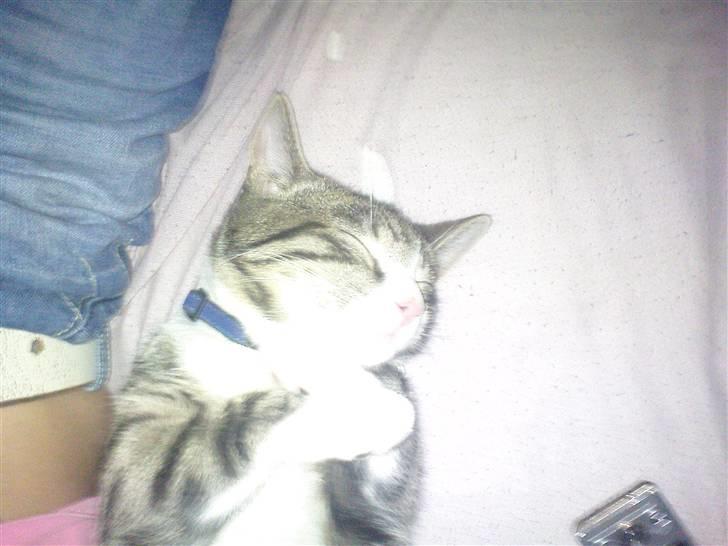 Blanding af racer Speedy - Sådan går han kold når han får nusset sine bag poter :) billede 15