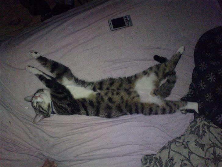 Blanding af racer Speedy - SÅÅÅÅÅÅÅÅÅÅÅÅÅÅÅÅÅÅÅÅ STOOOOOOOOOOOOR :D billede 16